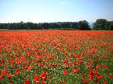 Poppy Field at Birdlip, near Gloucester..Click to see larger..